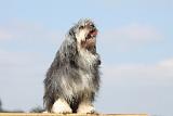 PETIT CHIEN LION 162